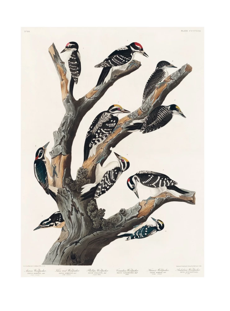 Profession - Scientific Illustrator. Guide to Illustration in Biology, Archaeology and Paleoart